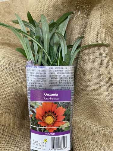 Gazania - Sunshine Mixed